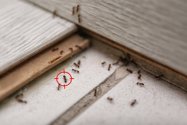 Best Wildlife Control Services  in South El Monte, CA