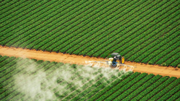 Best Mosquito Control Services  in South El Monte, CA