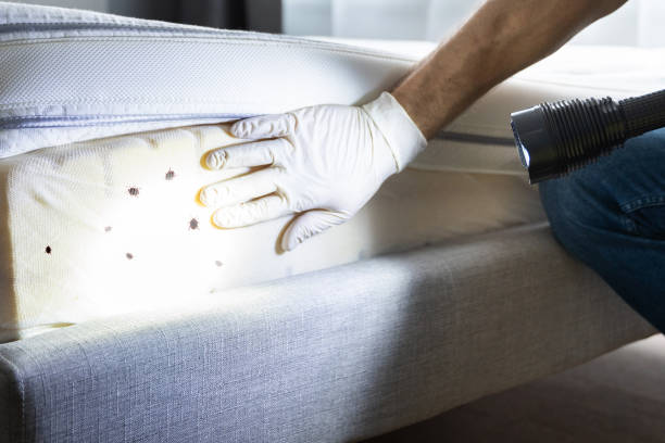 Reliable South El Monte, CA Pest Control Solutions