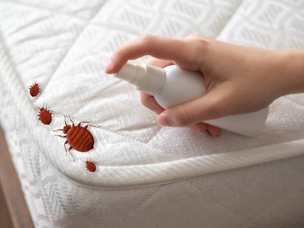 Best Termite Control Services  in South El Monte, CA