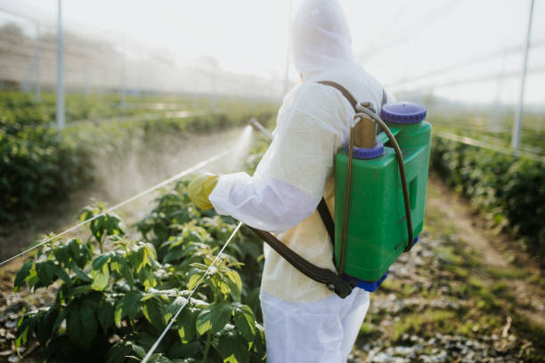 Best Wasp Removal Services  in South El Monte, CA